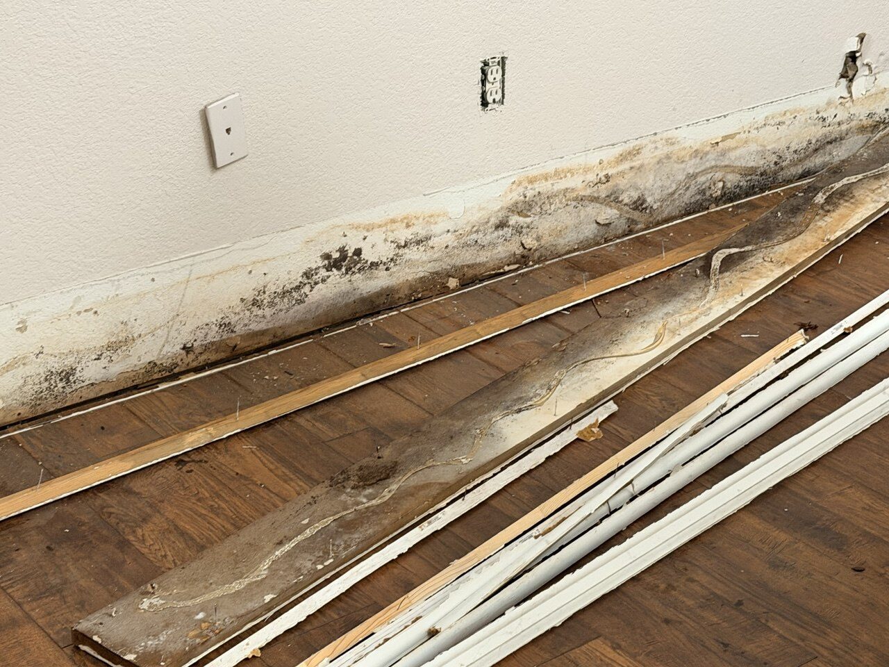 Baseboards pulled and laid out next to a stained wall showing a continuous horizontal mold band where the trim was, with matching mold colonies on the back of each board