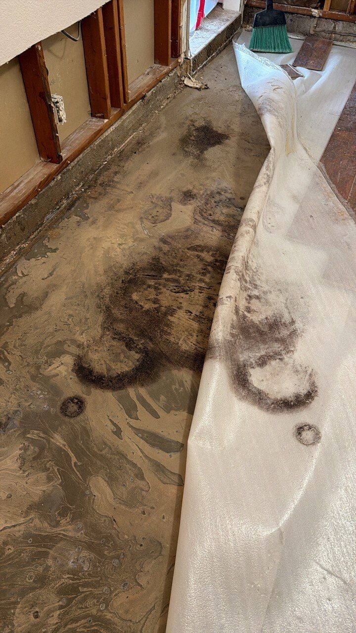 Concrete slab with multiple distinct black mold colonies underneath pulled-up luxury vinyl plank flooring, showing matching mold imprints on the underside of the LVP that prove water was trapped between the two surfaces